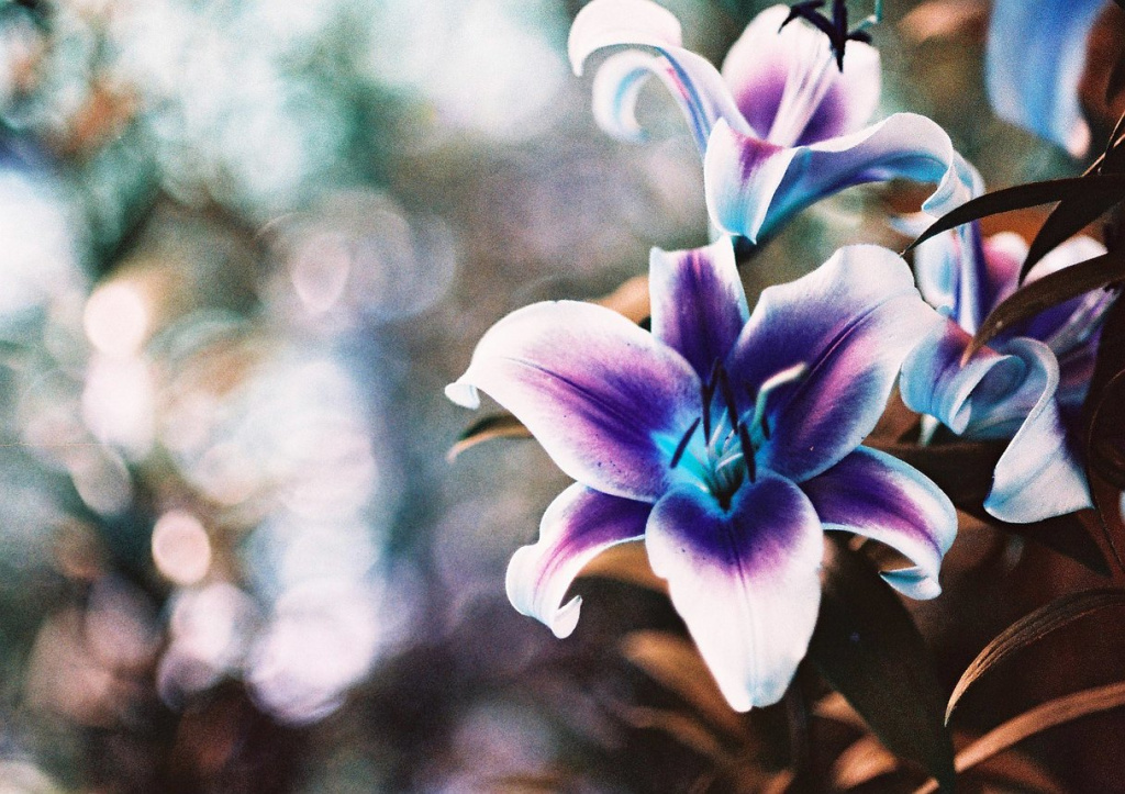 1216x858x1.jpg 1216x858x1.jpg