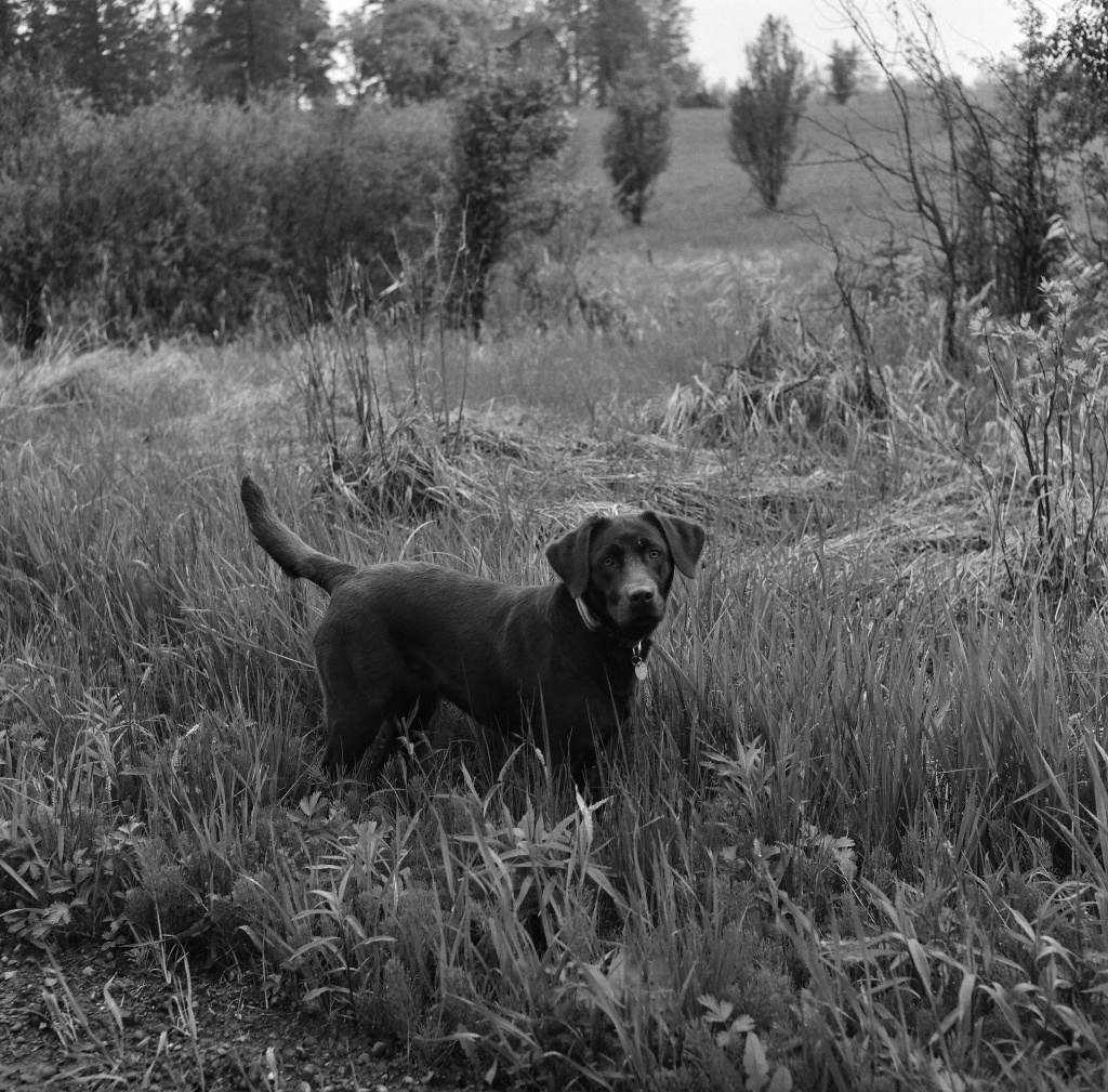 52207701459_a6c6f1a77d_o.jpg 52207701459_a6c6f1a77d_o.jpg